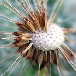 Close-up of flower