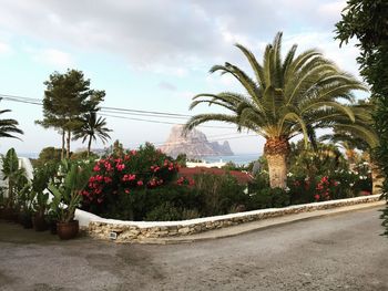 Potted plants on road against cloudy sky