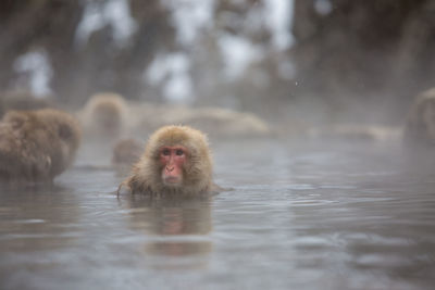 Monkey in the water