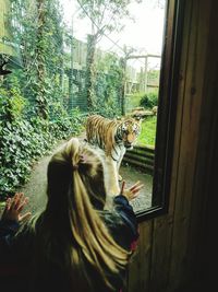 Close-up of girl looking at tiger through window