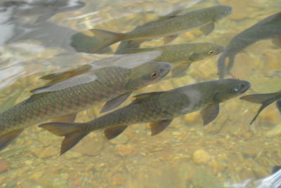 Close-up of fish swimming in water