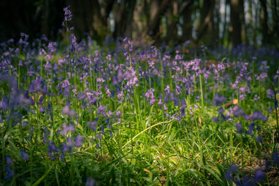 Close-up of purple flowering plants on field