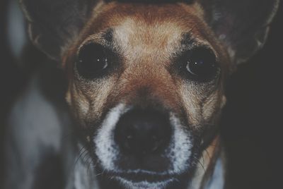 Close-up portrait of dog