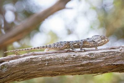 Close-up of lizard