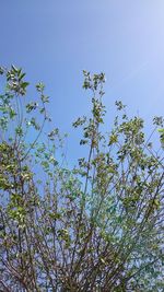 Low angle view of tree against clear blue sky