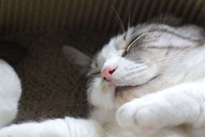 Close-up of cat sleeping at home