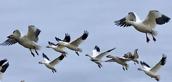 Low angle view of seagulls flying in sky