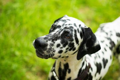 Close-up of a dalmation dog looking away