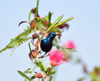 Close-up of bird perching on plant against clear sky