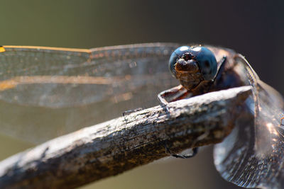 Close-up of a blue dragon fly