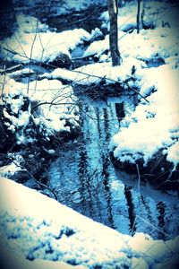 Snow covered trees in winter