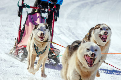 Dogs pulling sled in snow