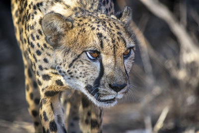 Close-up of a cat looking away