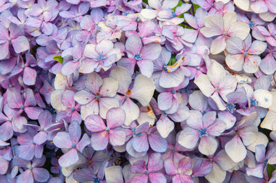 Full frame shot of purple flowering plant