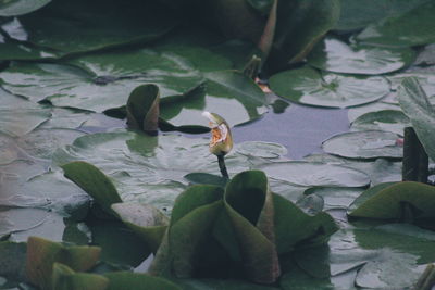 Water lily amidst leaves in lake