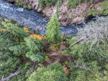 High angle view of fresh green plants in forest