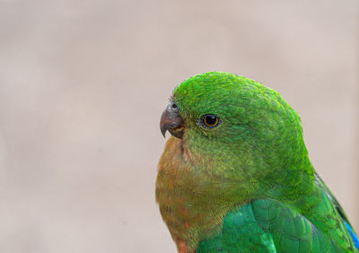 Close-up of a parrot head
