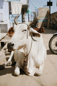 Cows in a street of pushkar