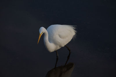 White duck in a lake