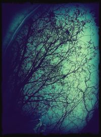 Low angle view of trees