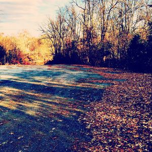 Scenic view of trees against sky during sunset