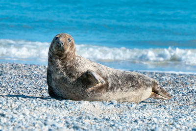 Close-up of sea lion