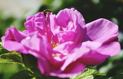 Close-up of pink flowering plant