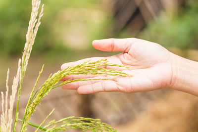 Close-up of hand holding plant