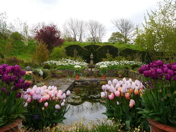 Pink tulips growing by trees against sky