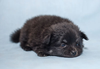 Close-up of a dog over white background