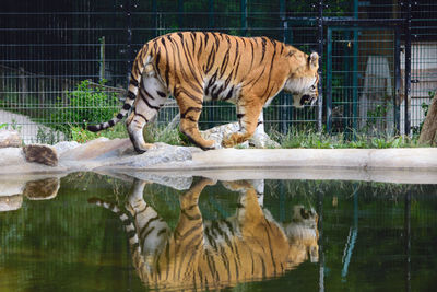 Tiger - reflection in water