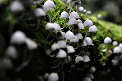 Close-up of white mushrooms growing on rock