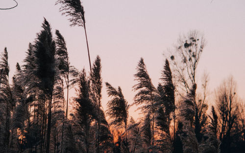 Low angle view of trees against sky during sunset