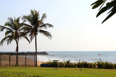 Palm tree on beach against clear sky