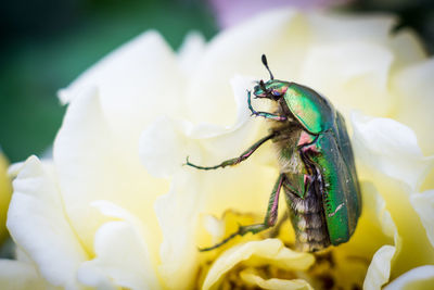 Close-up of insect on flower