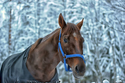 Horse standing in snow