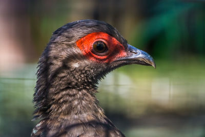 Close-up of a bird looking away