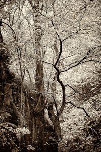 Bare trees in forest