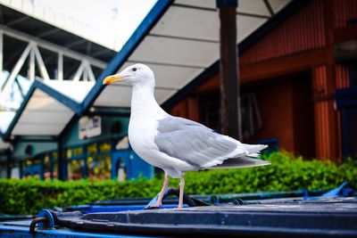 Seagull perching on railing