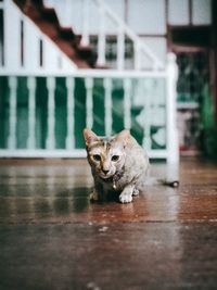 Portrait of cat sitting on floor at home