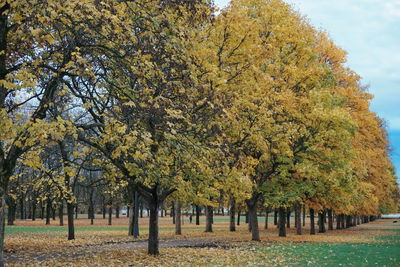 Trees against sky