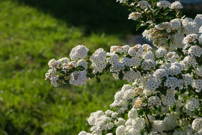 Close-up of white hydrangea flowers