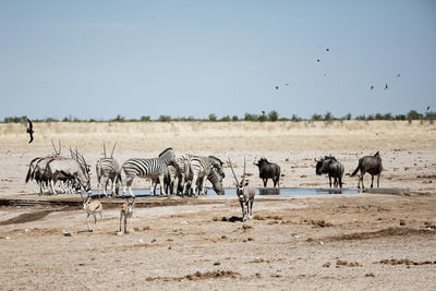 Mammals standing on land against sky