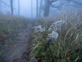 Close-up of frozen plants on land