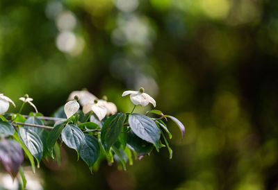 Close-up of white flowering plant