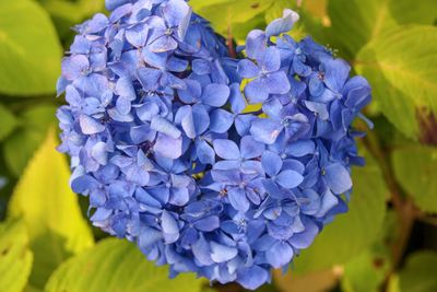 Close-up of blue hydrangea flowers