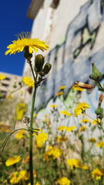 Close-up of bee pollinating yellow flowers
