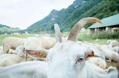 Close-up of cows grazing on field against sky