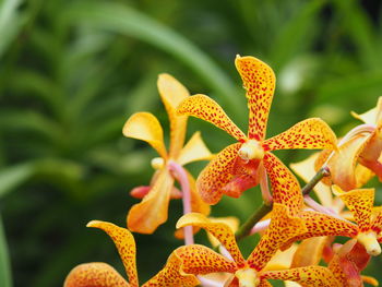 Close-up of orange lilies