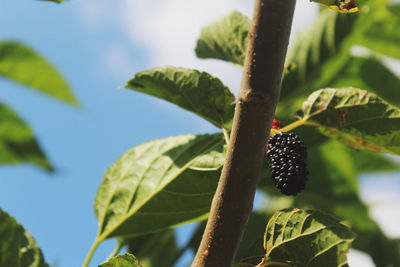 Low angle view of mulberry growing on tree